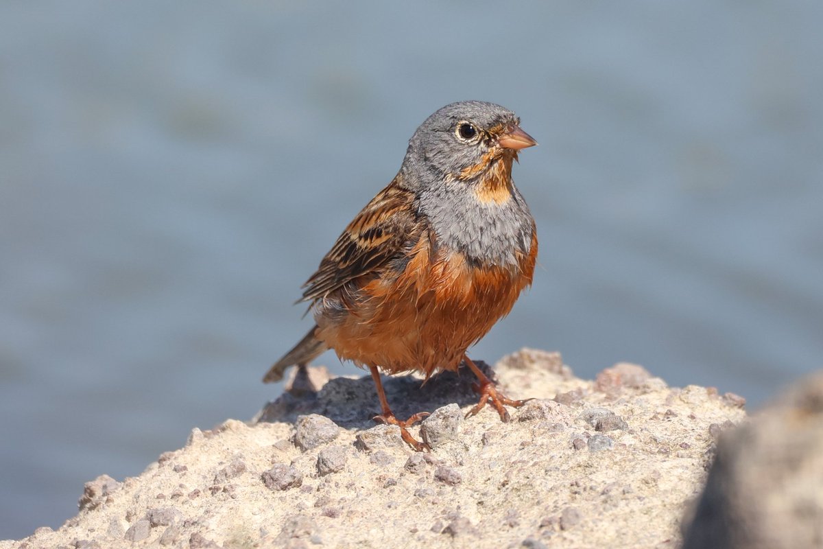 jamiesample99's tweet photo. Some action shots of a soggy Cretzschmar's Bunting, Petrified Forest Road, Lesvos. 21 Apr 2026 #Lesvos https://t.co/SM7im5Nydo