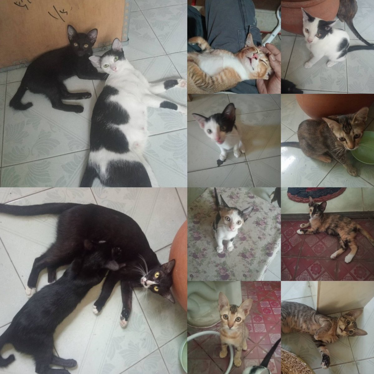Catster & Co บ้านพักพิงแมวจร tweet media