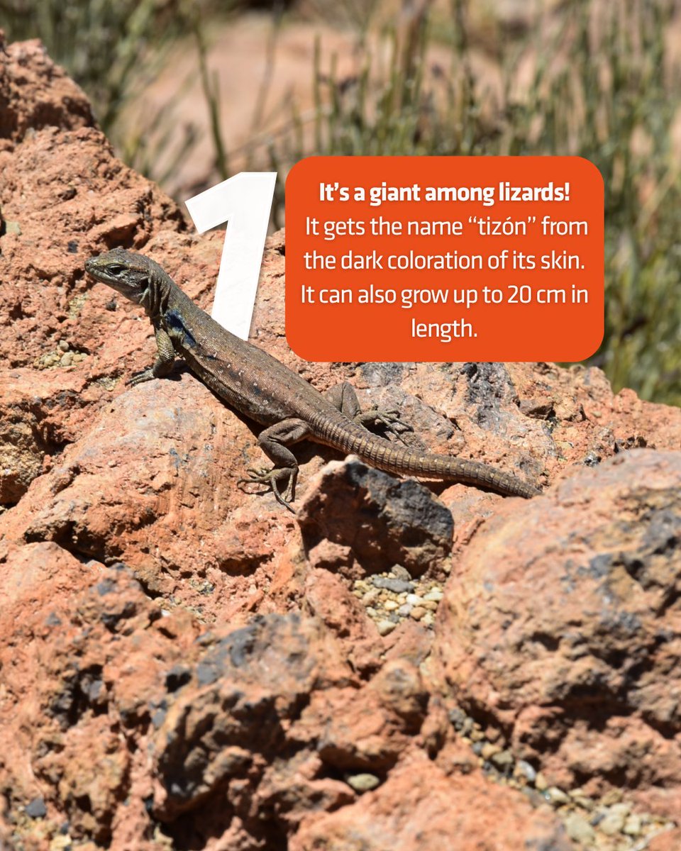 Volcano Teide tweet media