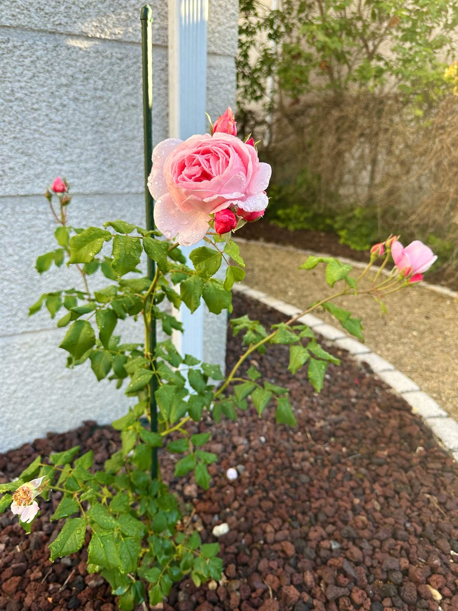 kixtupou's tweet photo. 旦那さんの実家から株分けしてもらった薔薇が咲きました。
薔薇は朝がいちばん香るそうで、庭に出たら、ふわっと広がる香りに驚く朝。

庭の手入れを楽しんでいた亡き祖父たちの姿を思い出しながら、私もこうして歳を重ねていくのだなあと感じます。

「この薔薇、香りが本当にいいね」と微笑んでいた旦那さん。
その数分後、ぎっくり腰に。

フランスは今週連休ですが、私はヘルパー役に徹し、しばらくは安静に過ごしてもらいます🌹🙏🏻