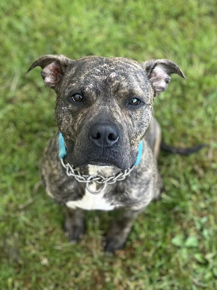 Animal Adoptions UK 🐕🦺🐈🐎❤️ tweet media