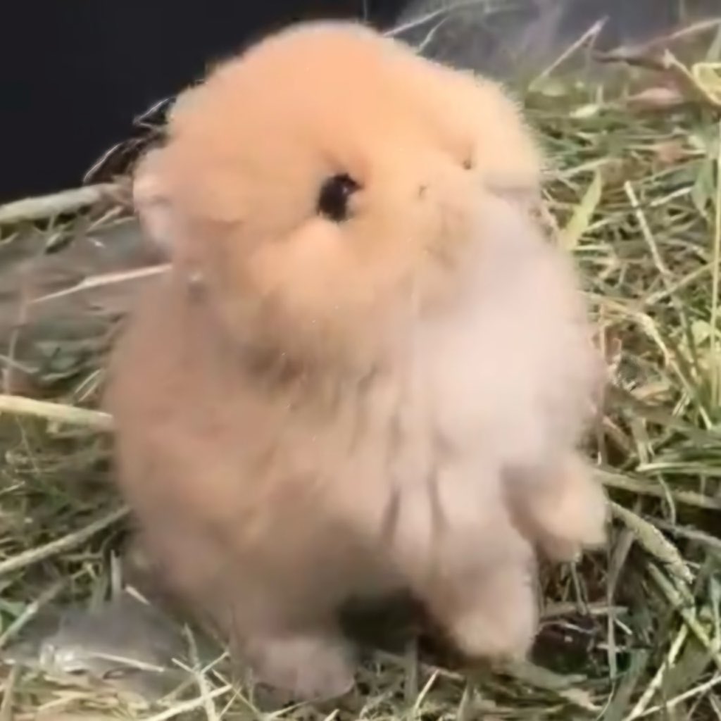 ชูชู ૮꒰ ᵕ ༝ ᵕ ꒱ა 𐙚 tweet media