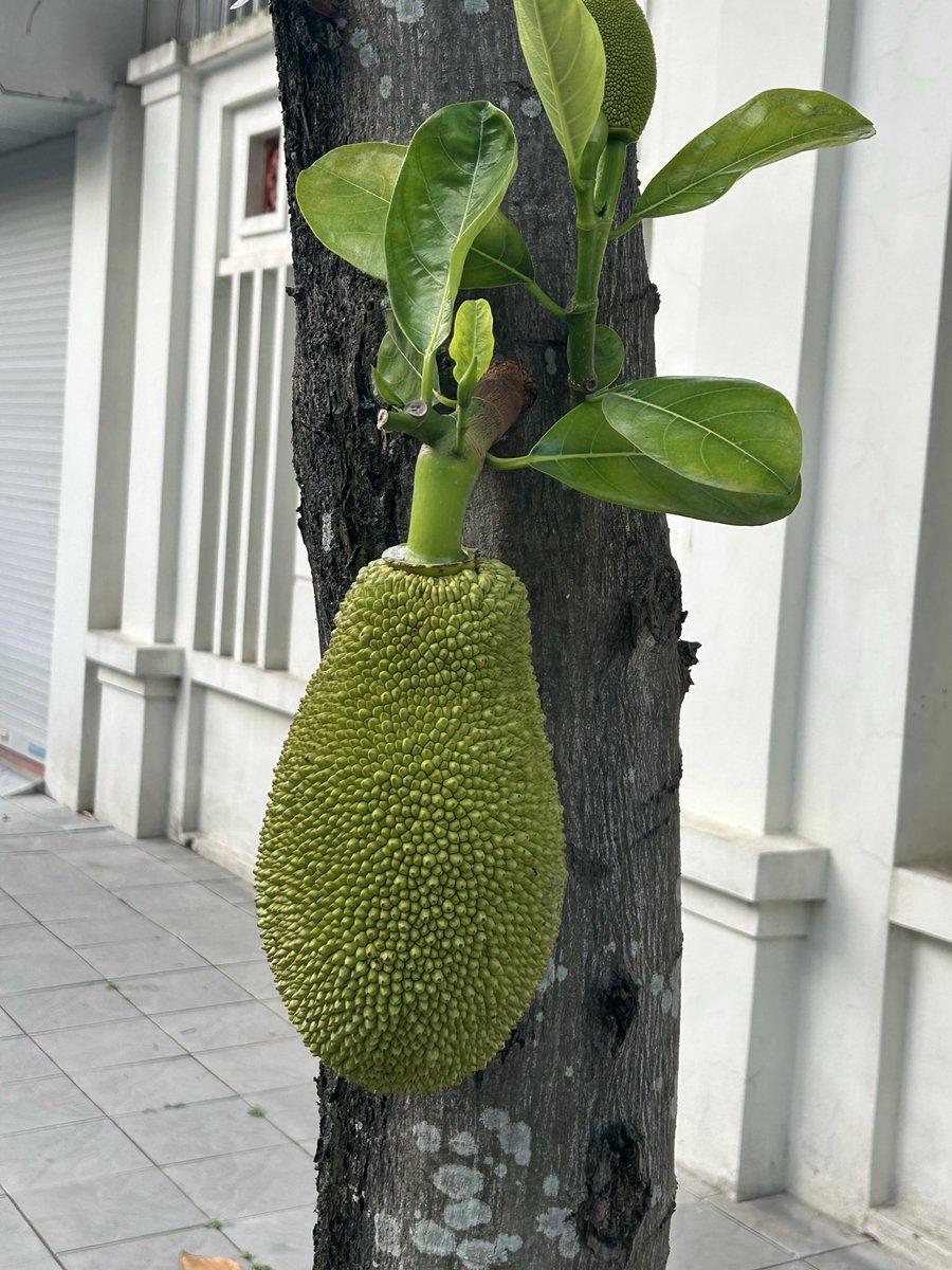 kamon_VT's tweet photo. オデはベトナムでよくわからぬ果物…？が木から生えてるのを見てケラケラ笑ってただけの5月
ﾊ無理ﾏﾁﾞ病む·̩͙꒰ঌ( ͒ ́ඉ꒳ඉ ̀ ͒)໒꒱·̩͙ https://t.co/Gl4VViJrJH