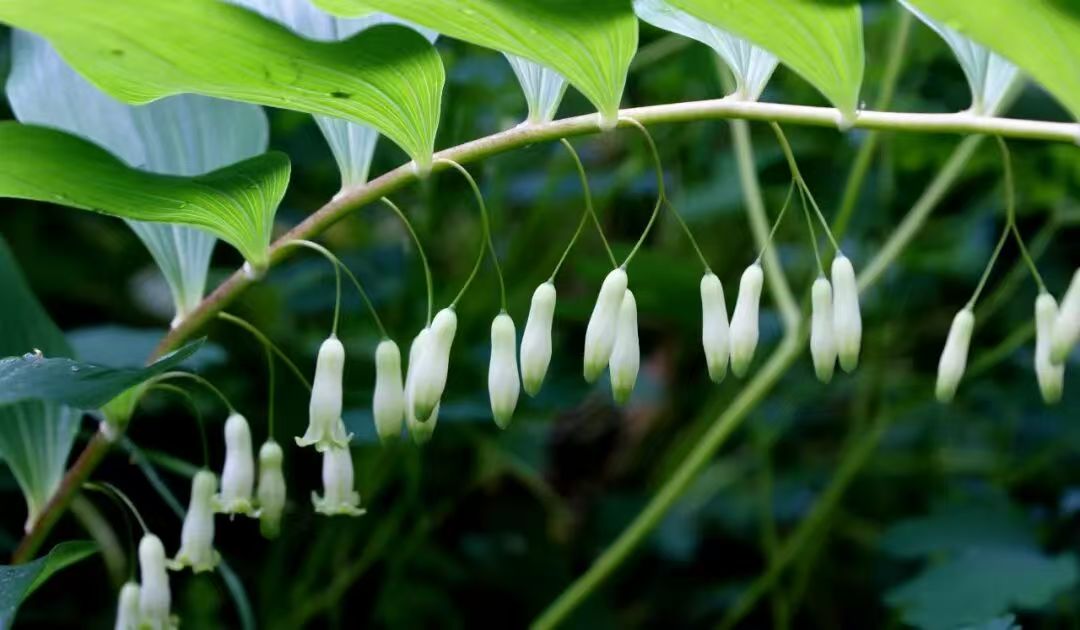 MonkeyKinglyg's tweet photo. The "Elixir of Life"? It grows right here on Huaguo Mountain! 🧐
The legendary herbs from Wu Cheng’en’s legendary novel Journey to the West thrive right here in #Lianyungang. From Lingzhi to Poria, these #TCM treasures bridge ancient fantasy and real-world wellness. https://t.co/LxlxN3tuLy