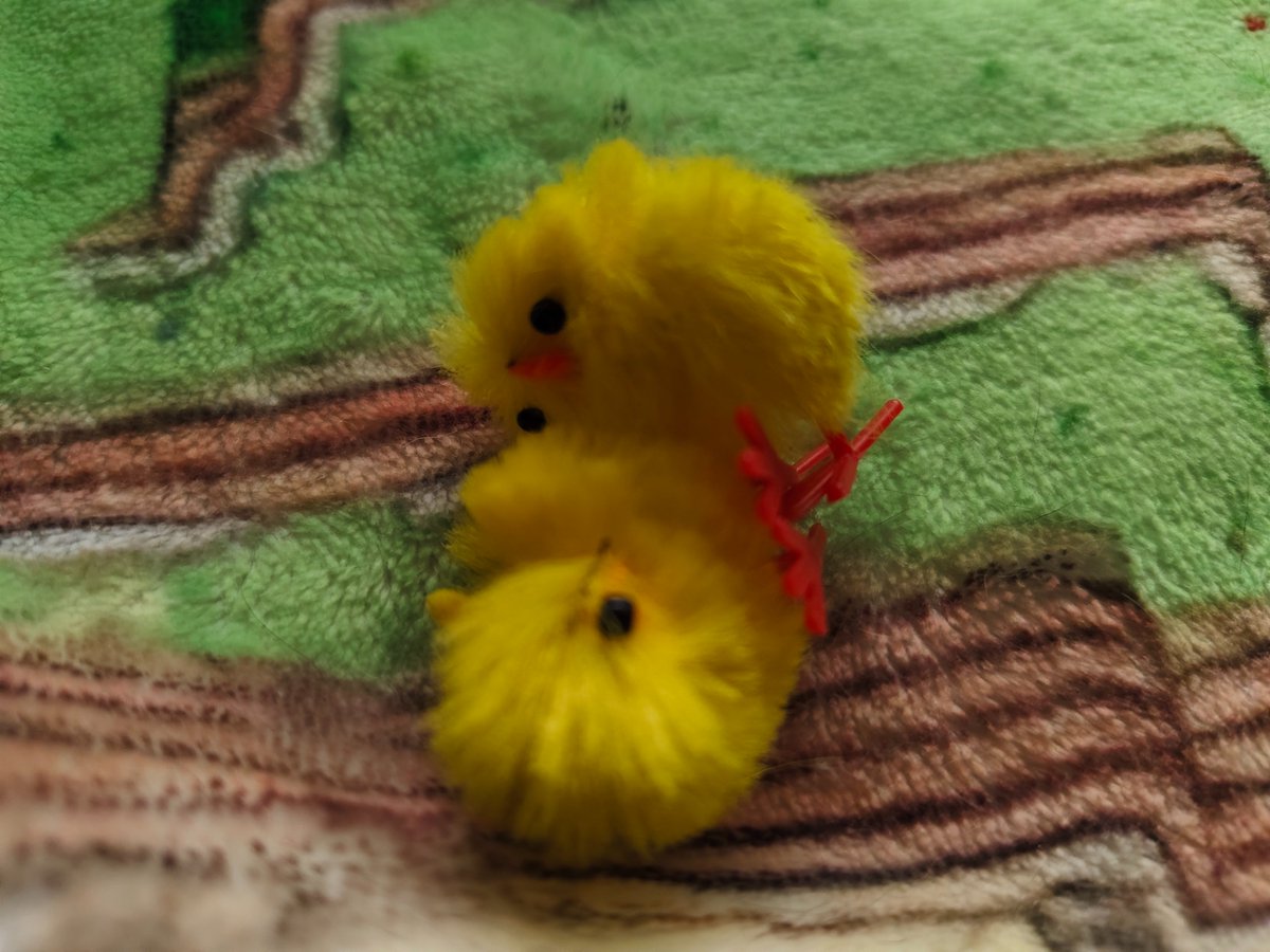 PLAION España 🐥 tweet media