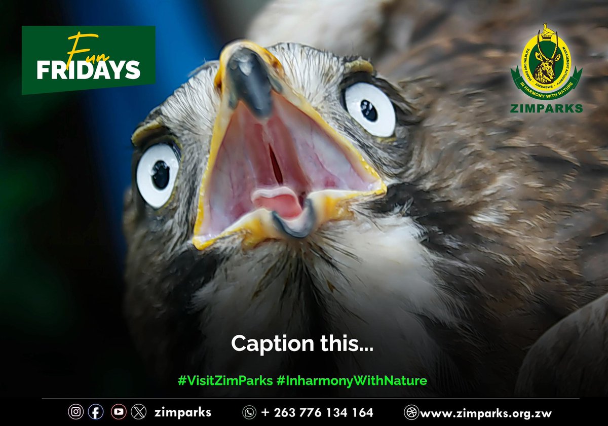 Zimparks's tweet photo. Fun Fridays: Caption this.... https://t.co/3J8eeRuuAW