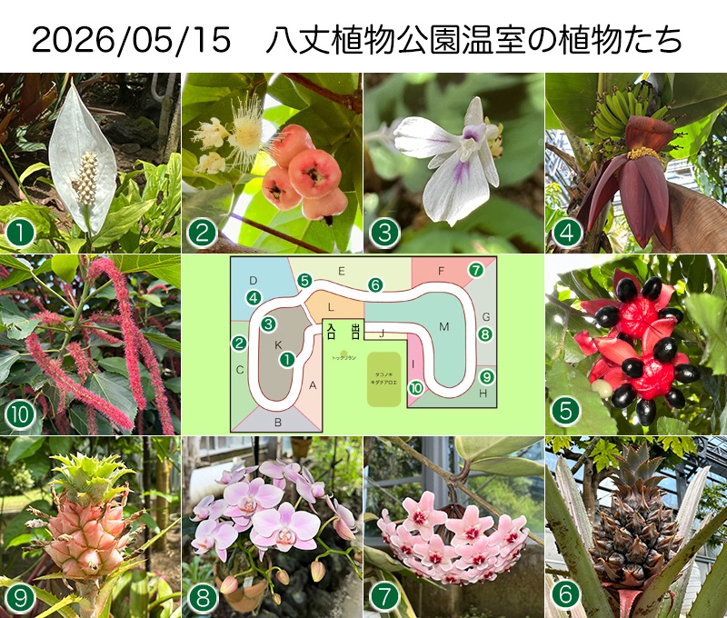 八丈ビジターセンター tweet media