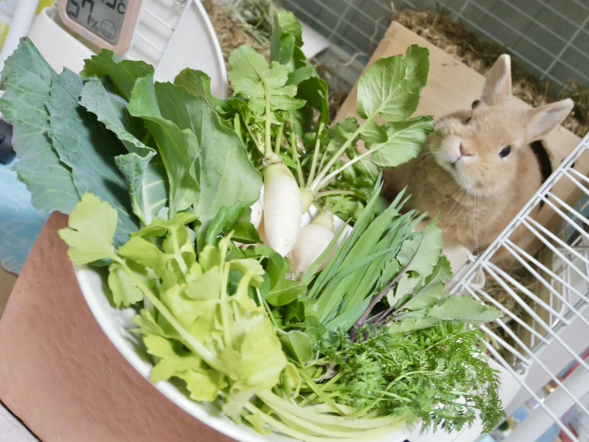 うさぎさんに幸せになってもらいましょう