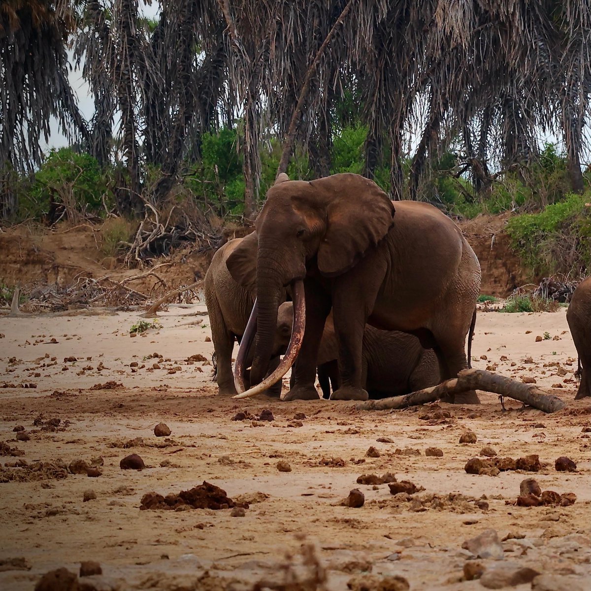 hannes_1961's tweet photo. One landscape. Multiple species. All endangered. All here.
On #EndangeredSpeciesDay, what Tsavo holds:

10 Super Tuskers. The last significant population on Earth.

A Key black rhino population. 23% of Kenya's entire national population.

80+ hirola. Fewer than 500 left globally.

55 Grevy's zebra. Critically endangered.

Lions, leopards. All increasing.

African wild dogs. Over 100 individuals recorded in the TCA.

98% reduction in elephant poaching since 2013. 

Seven consecutive years of zero tusker poaching.

📸 @TsavoTrust