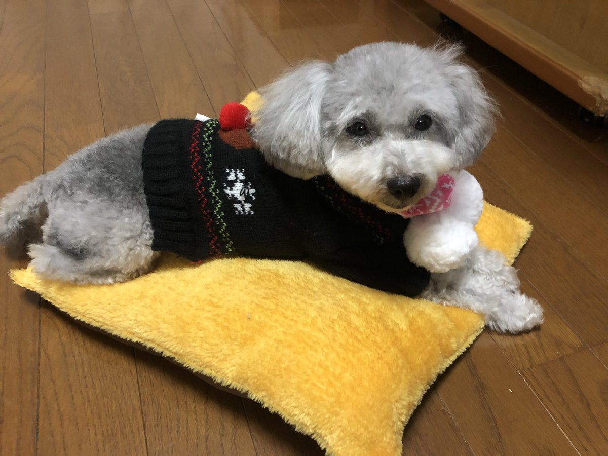 ハルくん tweet media