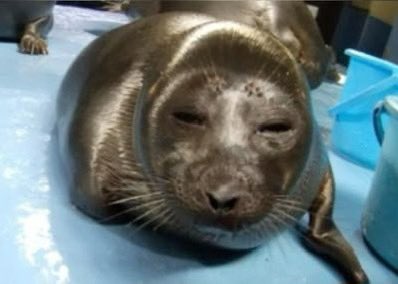 Sealyne_'s tweet photo. How it feels when someone talks to you after you just woke up https://t.co/7kaVJQTf0S