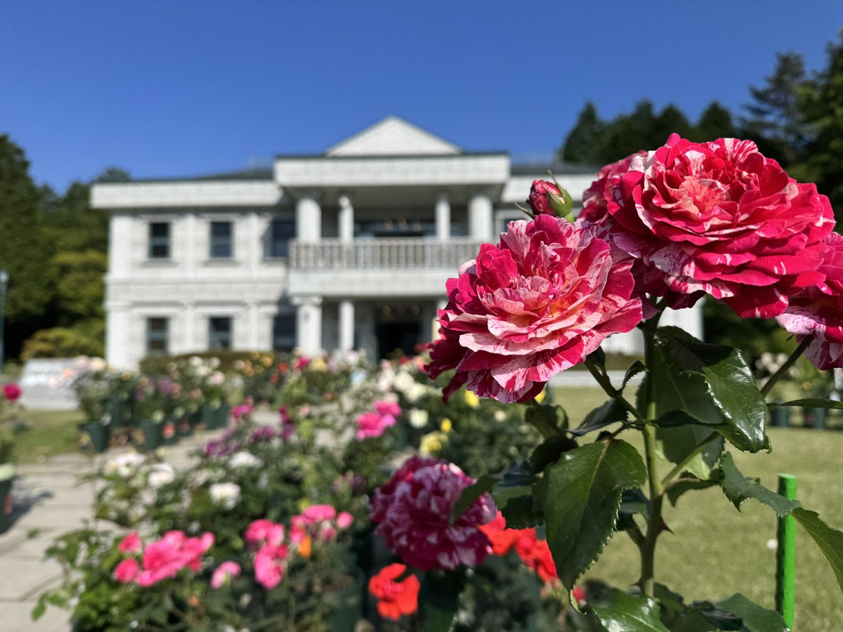 onshihakone's tweet photo. 🌹明日より「初夏のバラ展」開催🌹
園内のバラも見頃を迎えております✨
富士山とともに楽しめる、この時期だけの景色をぜひご堪能ください🗻

入場無料です！
皆さまのご来園を心よりお待ちしております♪

#恩賜箱根公園
#初夏のバラ展
#バラ
#箱根旅行
#富士山
#絶景スポット
#芦ノ湖 https://t.co/vNyWxCVW0L