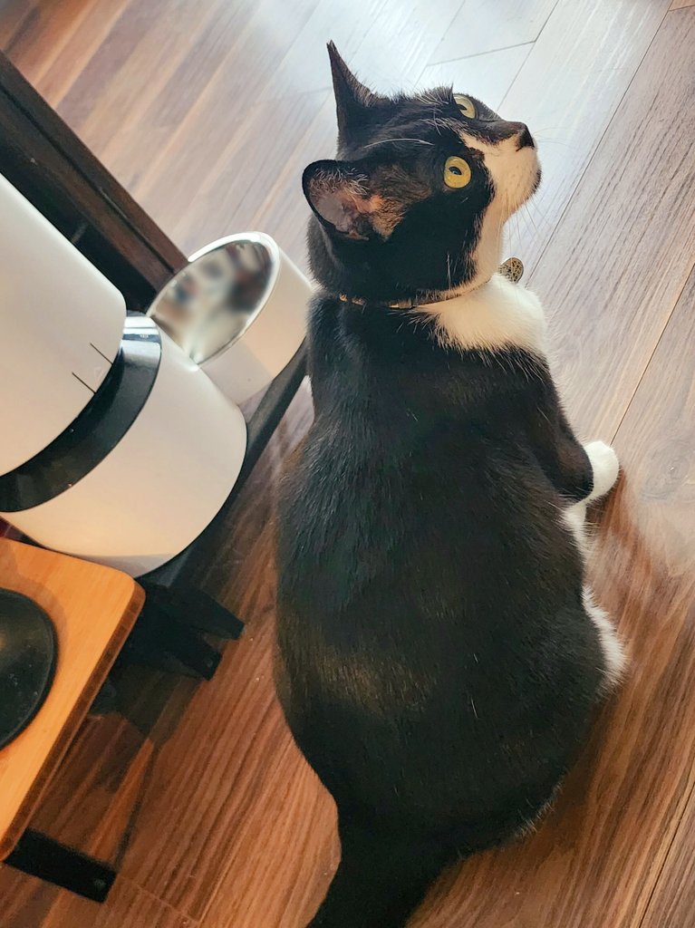 tukiminyan's tweet photo. 健康診断で絶食のため、朝ごはんが無いんですが～!?の今朝の猫たち。 https://t.co/34CdMvOUfs