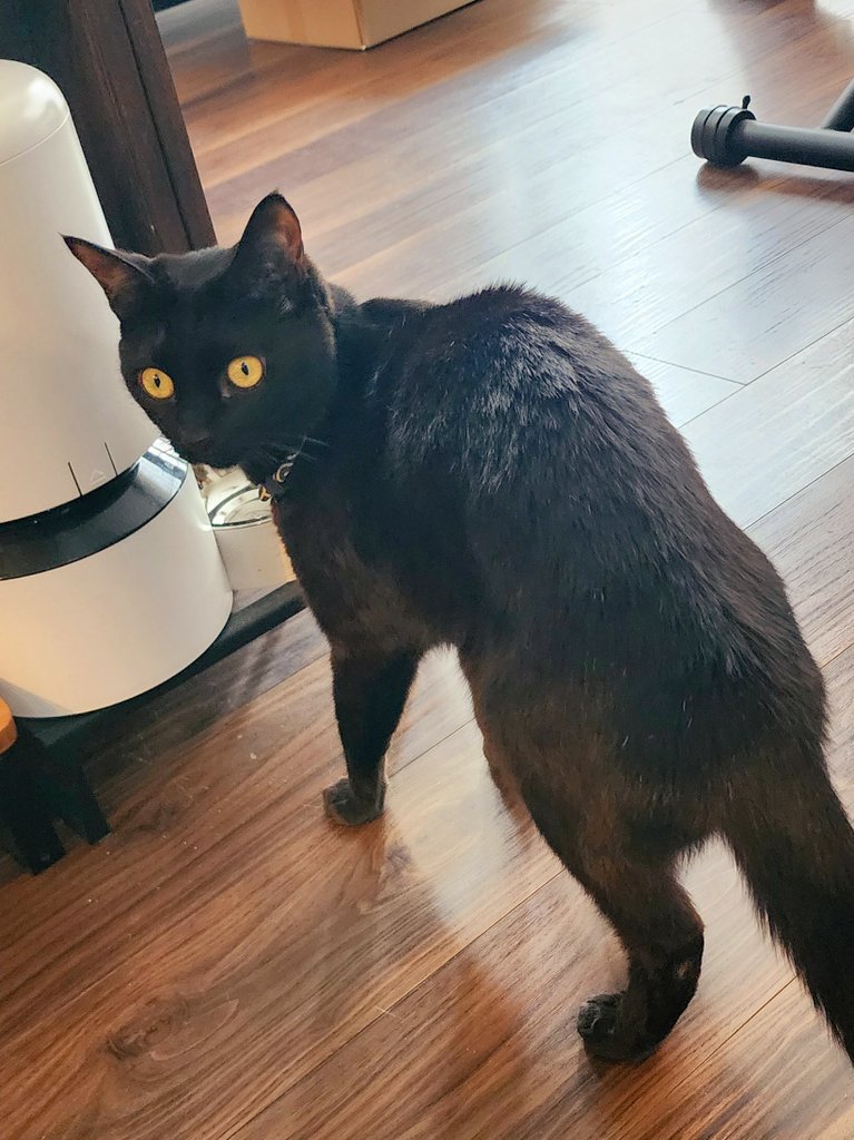tukiminyan's tweet photo. 健康診断で絶食のため、朝ごはんが無いんですが～!?の今朝の猫たち。 https://t.co/34CdMvOUfs