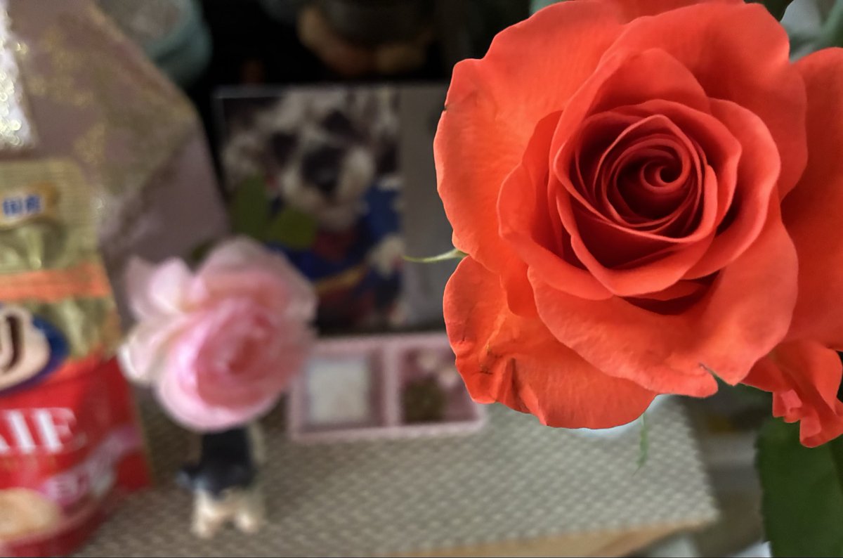 ぐるんすむじ tweet media