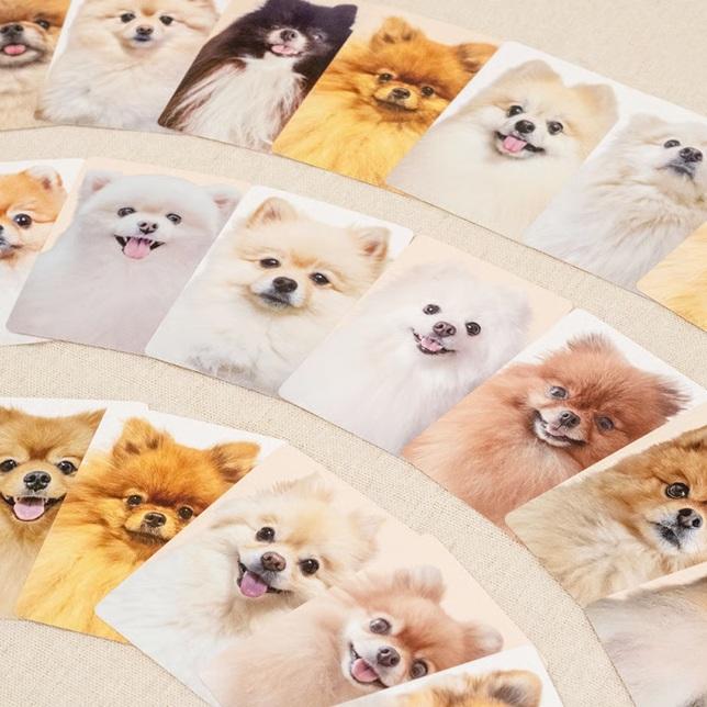 HBST_BoardGame's tweet photo. 【予約情報】
ポメあわせ
【5/29発売予定】

実在するポメラニアンの写真だけで構成された神経衰弱カードゲーム！
観察力と記憶力、そしてなにより「ポメ愛」が試されます！

⬇︎ご予約はコチラから♪⬇︎
https://t.co/DfWEHbanJt

#ボードゲーム #ボドゲ https://t.co/fbWGAnxxYt