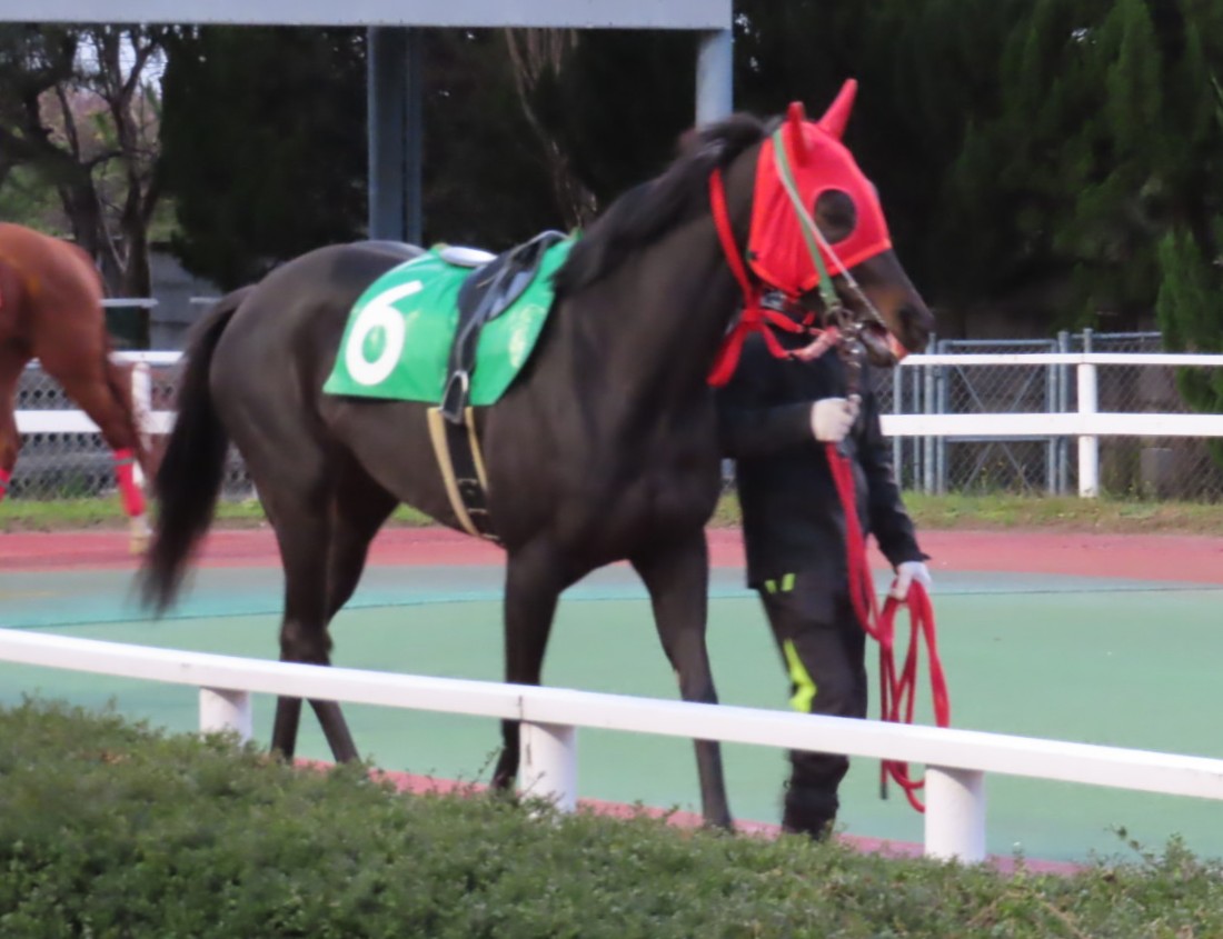 peko6048's tweet photo. ライラックダンサー (牝３)  

この後大井へ。 https://t.co/cxs9C31prL