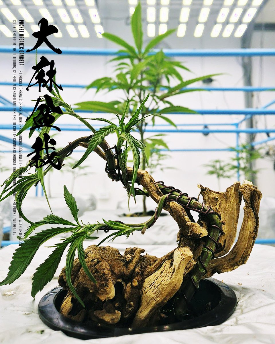 smallnycer's tweet photo. 早く開花期入れて、陶器に移したい。水耕栽培は個人的に好きじゃない。土を触りたい https://t.co/Ikb430m53U