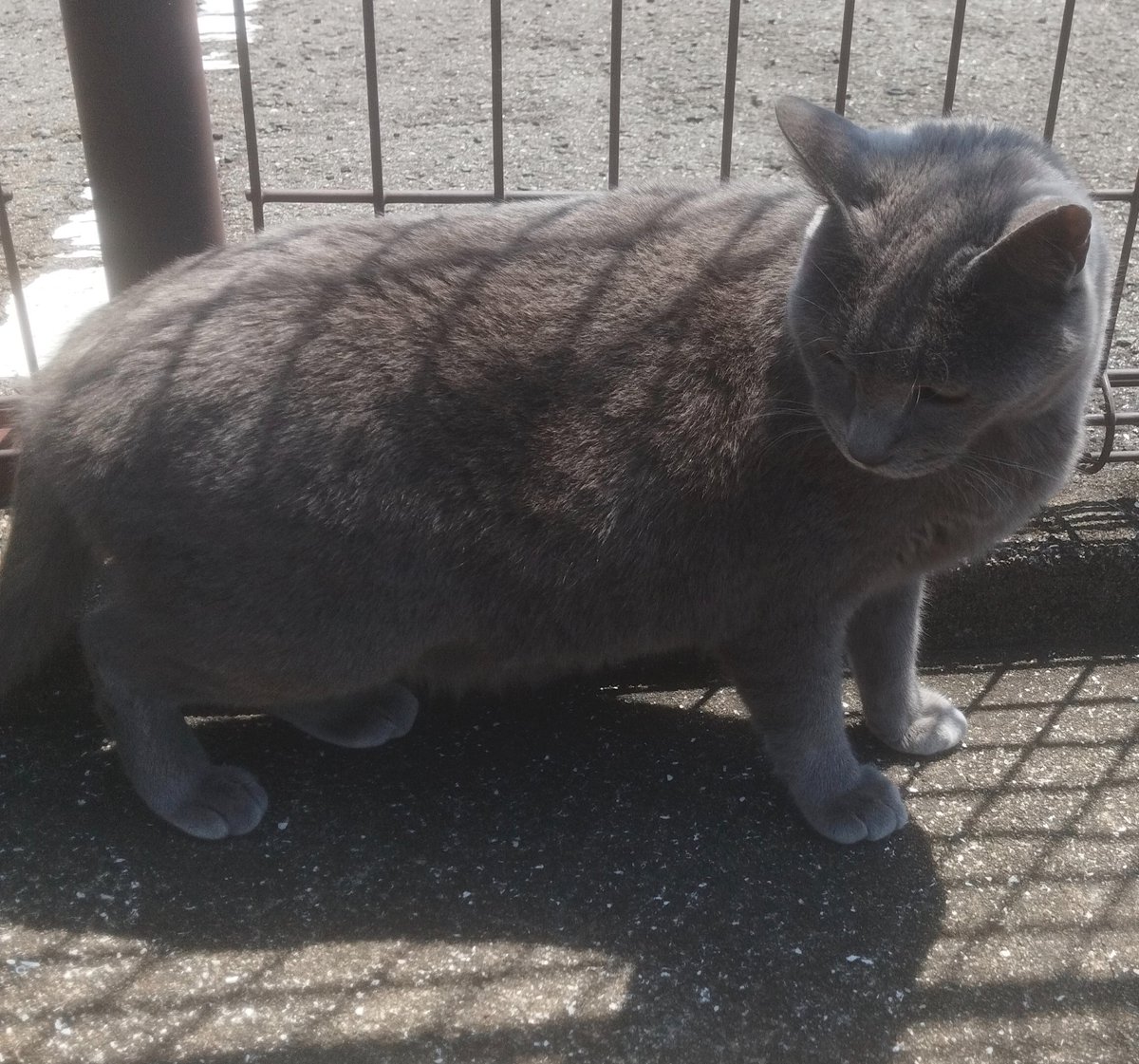 のらねこ珈琲 tweet media
