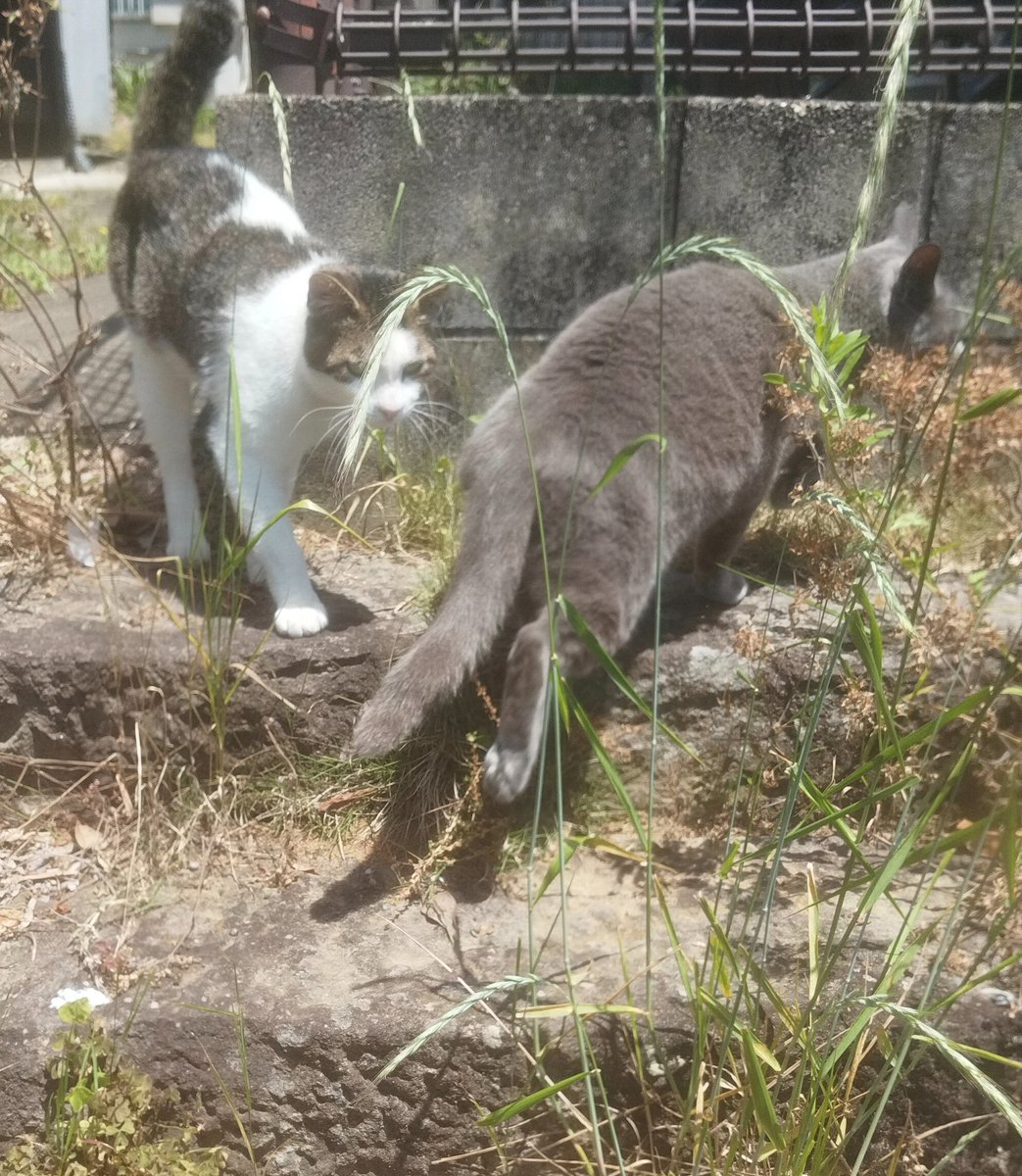 のらねこ珈琲 tweet media