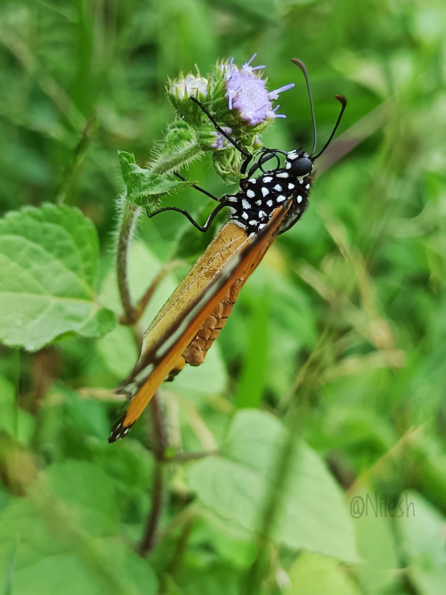 Nilesh Raichura 🦋 tweet media