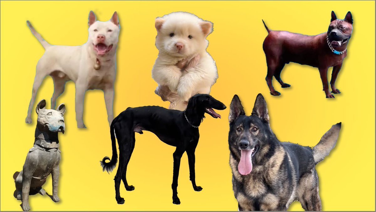 WorldofChinese's tweet photo. Forget about the Shih Tzu or the Pekingese, dog lovers in China are falling for a new favorite: the Chinese country dogs, or 中华田园犬🐶

Once seen as humble dogs without the prestige of imported purebreds, they are gaining recognition for their intelligence, discipline, and loyalty.

Here are 5️⃣ Chinese indigenous dog types and the legendary stories behind them. 
Watch below: ⬇️ #doghistory #Chinesehistory
https://t.co/KbUwLXOe3U