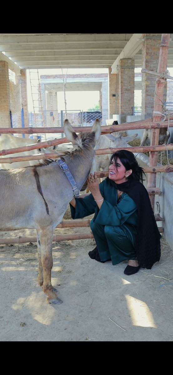 Tahira Animal Welfare Foundation - TAWF tweet media