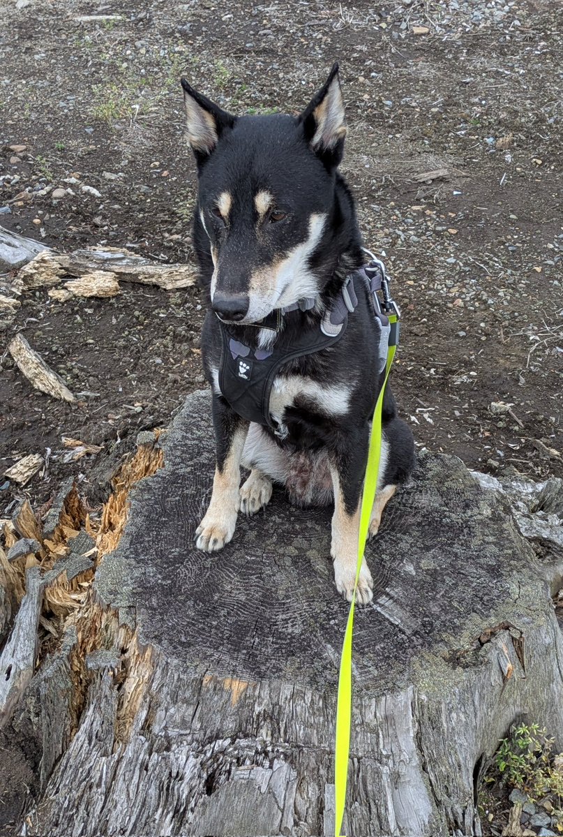 縄文柴犬 天佑 tweet media