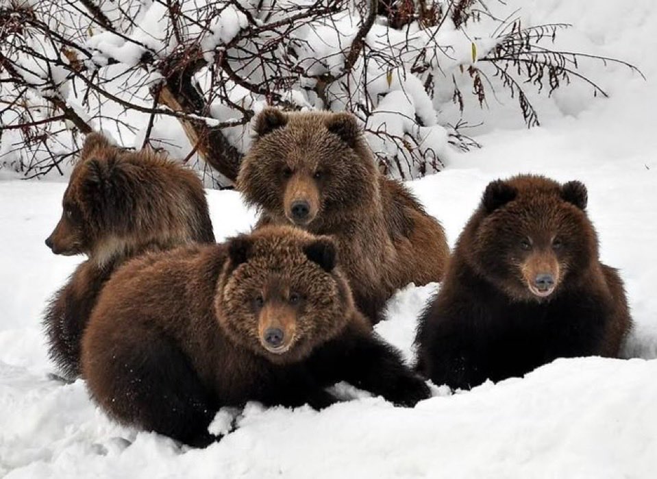 Eggroll 🐻‍❄️ tweet media