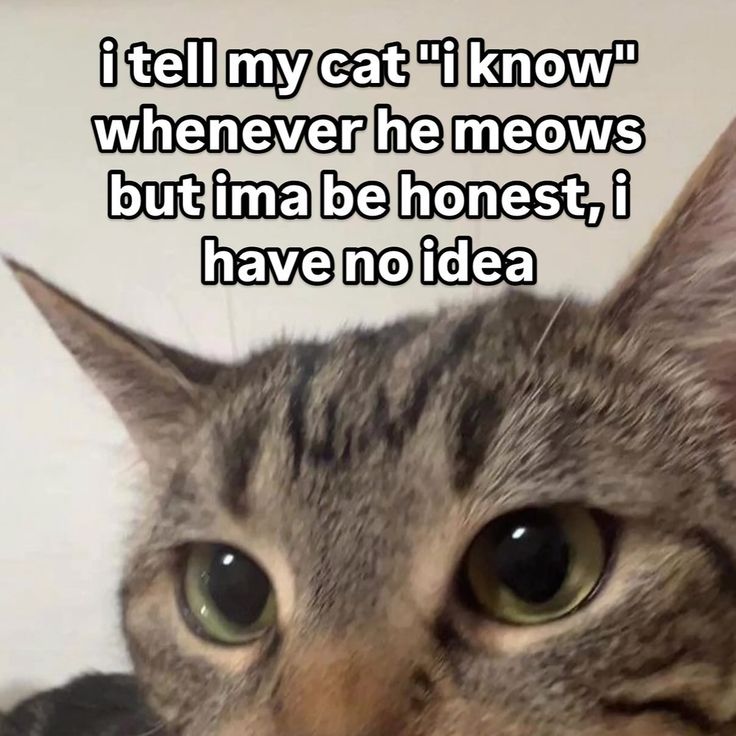 cats being cats tweet media