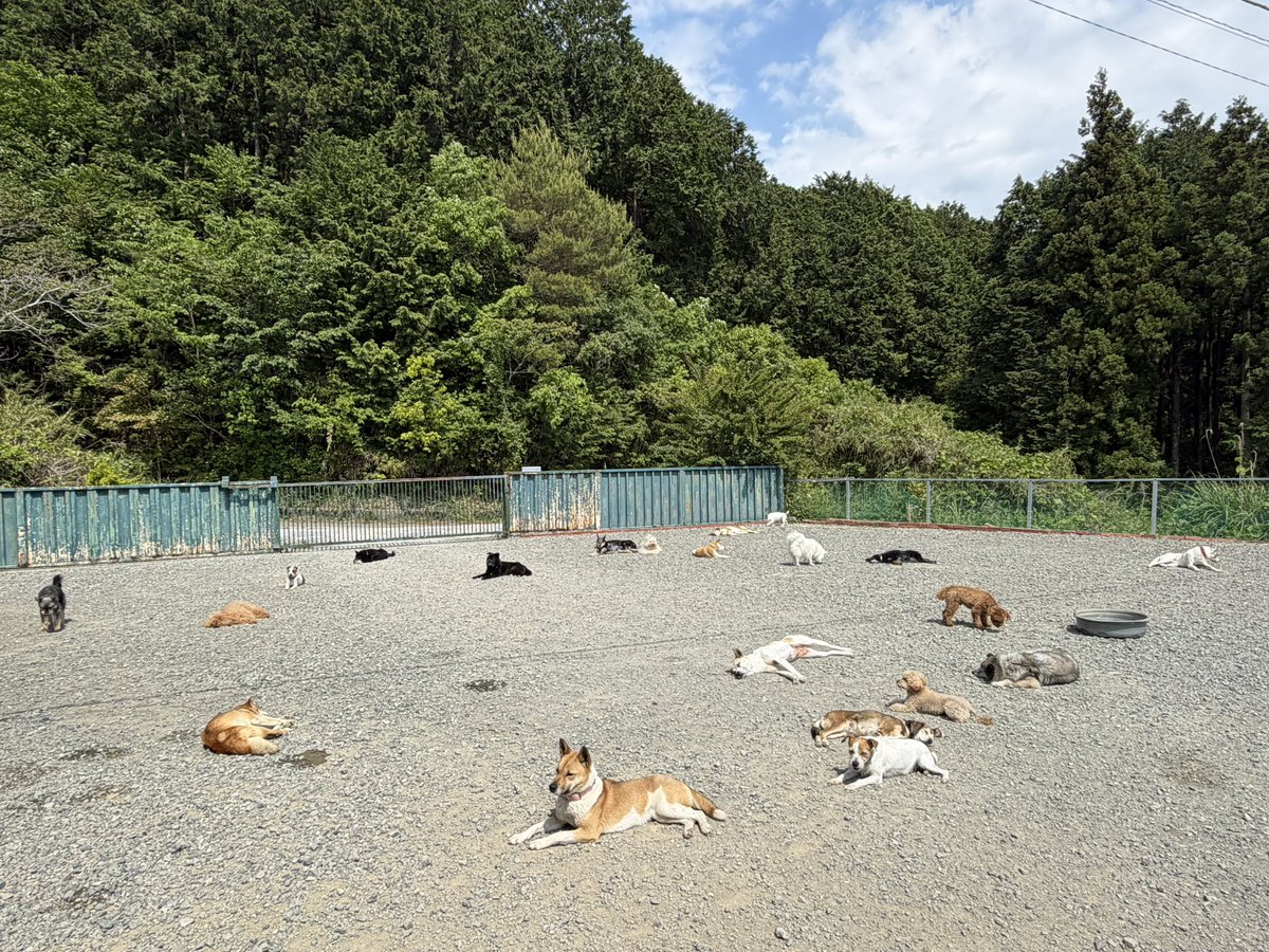 wanwancircus's tweet photo. GWも終わり、みんな戻ってまったりタイム🐶
この時期の日向ぼっこが1番気持ちいいですよねー☺️
#わんわんサーカス #犬 #wanwancircus https://t.co/krf4GrVg6i
