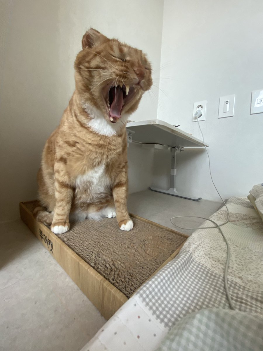 째무 tweet media