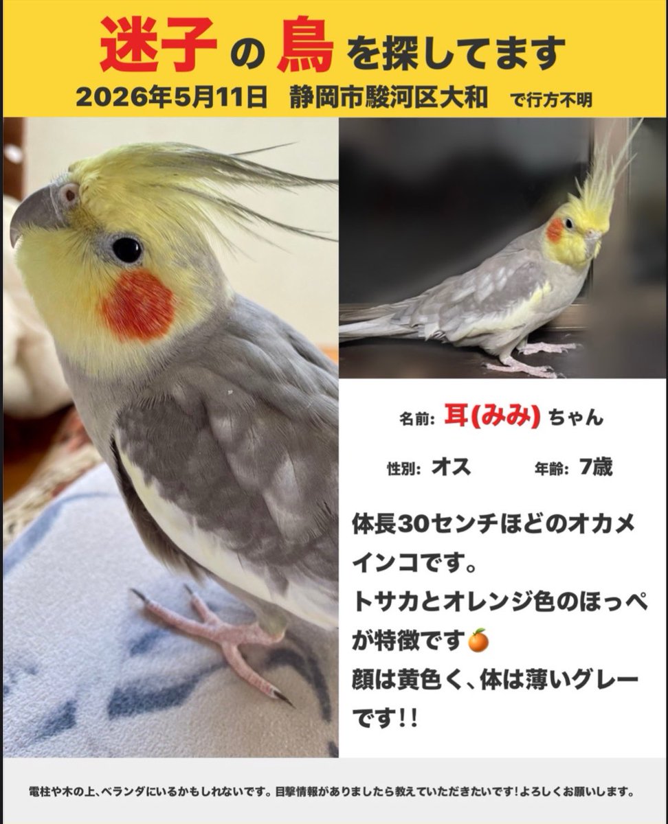 pino tweet media