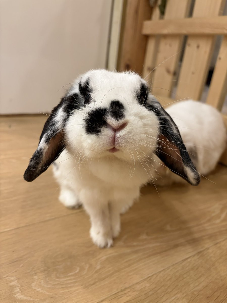 うさぎカフェ もふれる tweet media