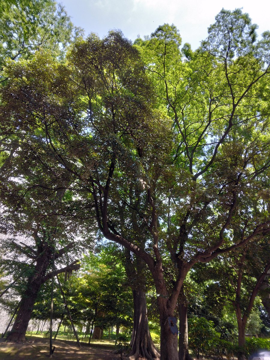 tellmeshowme's tweet photo. 上野公園。久しぶりにすり鉢山前でヘブンライブやってます♪こっちでやってる方が音はいいねー。こっちでやってると顔もいいかも。。。12:30～13:50 https://t.co/k5ReB1g6K9