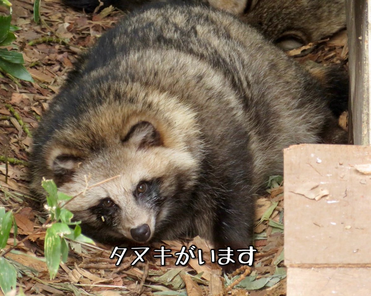 たちだコロネ tweet media