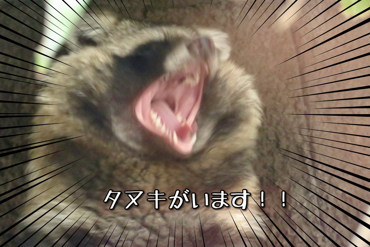 たちだコロネ tweet media