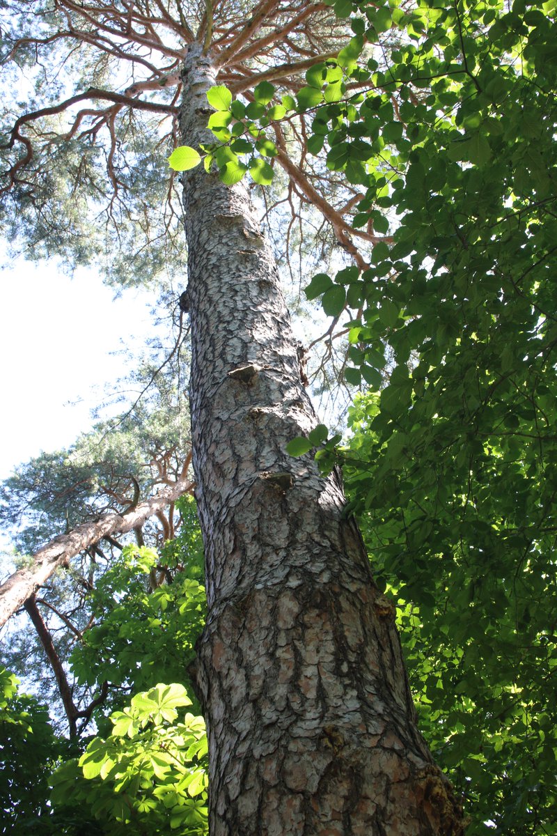 Adam Treeshepherd Rutsch tweet media