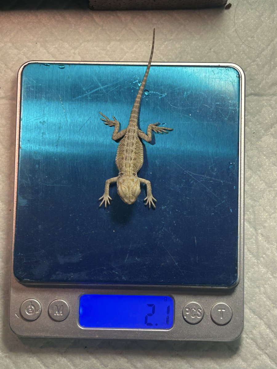 REikaMIyan's tweet photo. フトアゴの1クラッチ目の子が
ハッチしてから2週間
なかなか目があかなかったり
1.5gの極小で生まれてきて
今2gほどに☺️
レオパベビーが2匹とも
落ちちゃって凹んでたけど😔
また更新していきます🍀*゜
ご飯もよく食べて全方向可愛い🥰
＃フトアゴ
＃爬虫類好きと繋がりたい https://t.co/5w6HGSFuAY