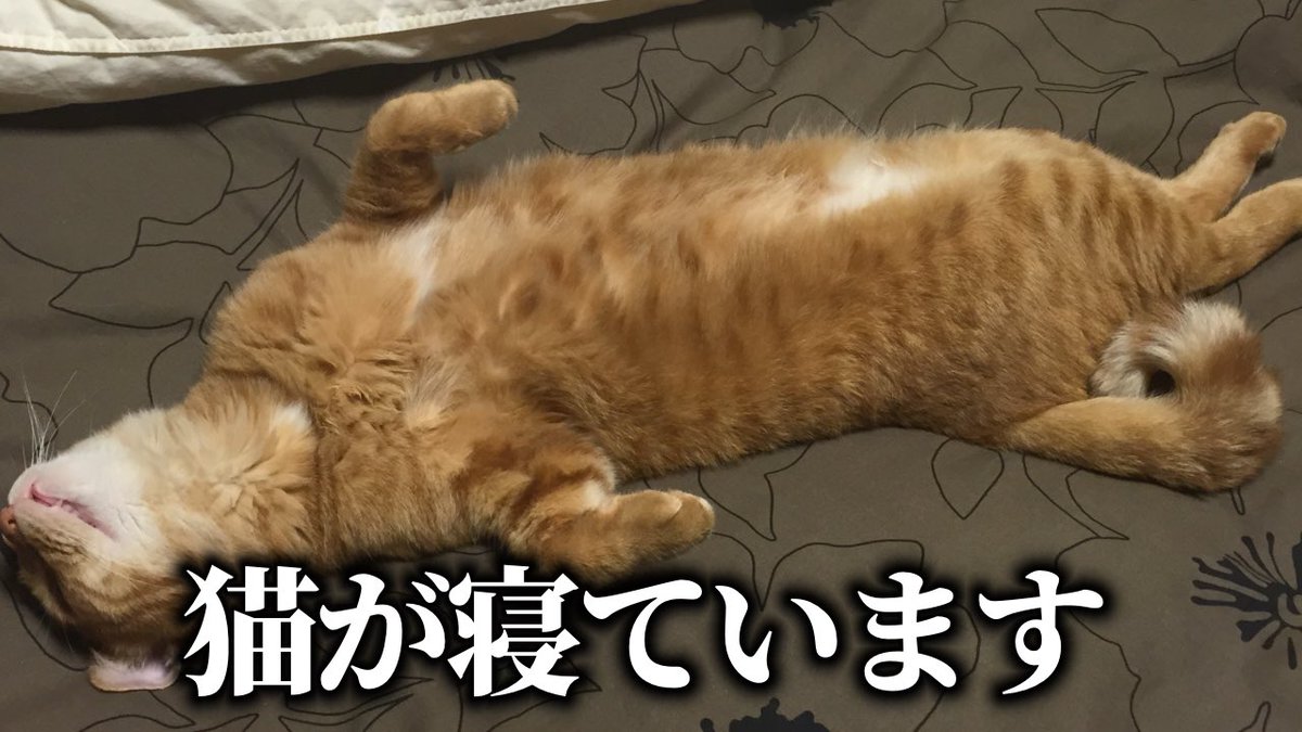 音子宮ぽむ🎧🐈 tweet media