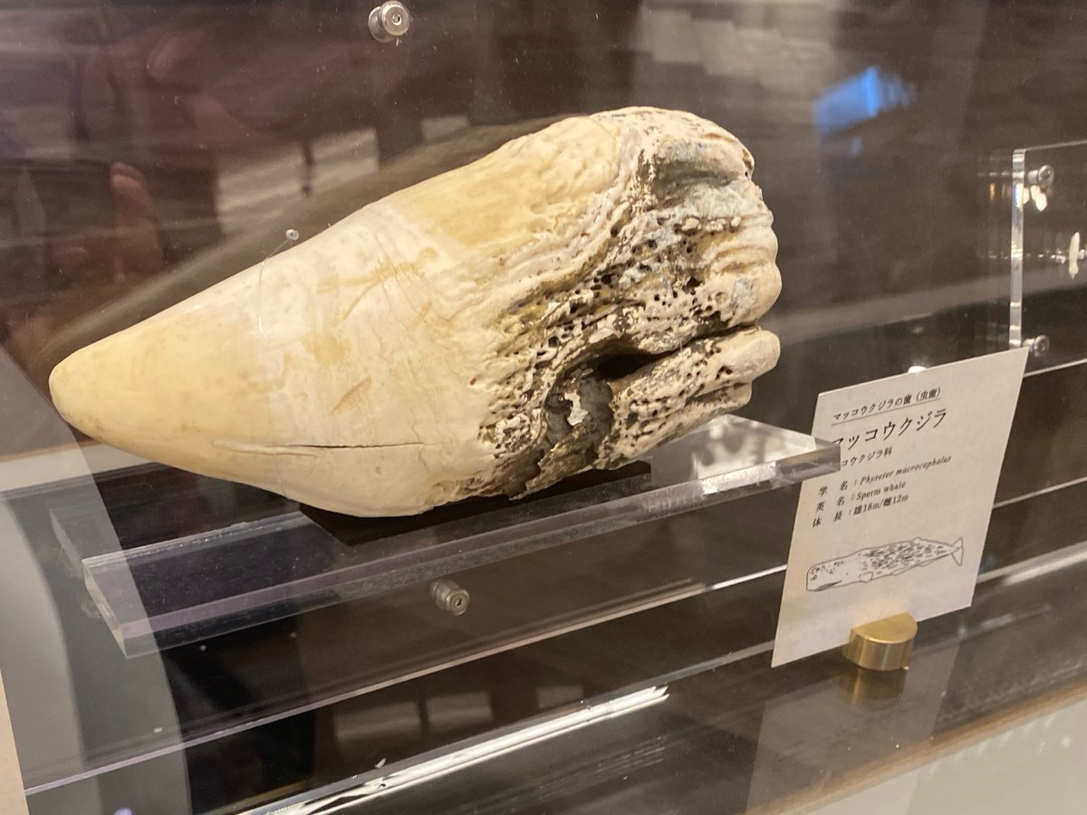 マッコウクジラの歯の標本 2つのうち1つは虫歯！ 虫歯菌？にも種特異性