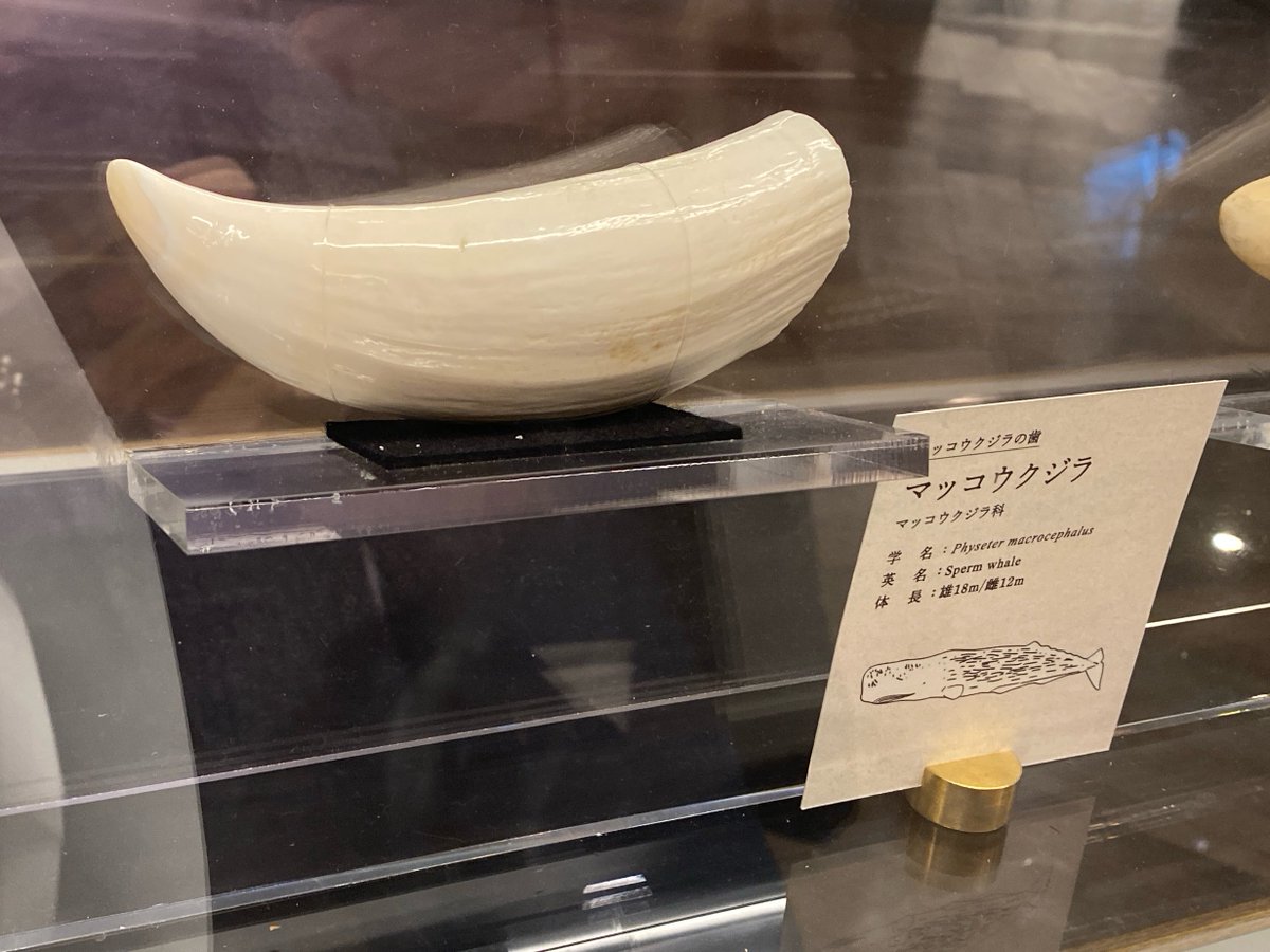 マッコウクジラの歯の標本 2つのうち1つは虫歯！ 虫歯菌？にも種特異性