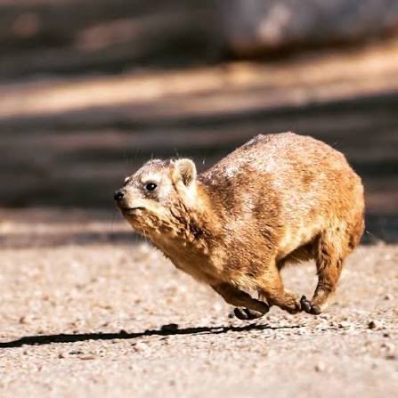 Hukkin_Ham tweet media