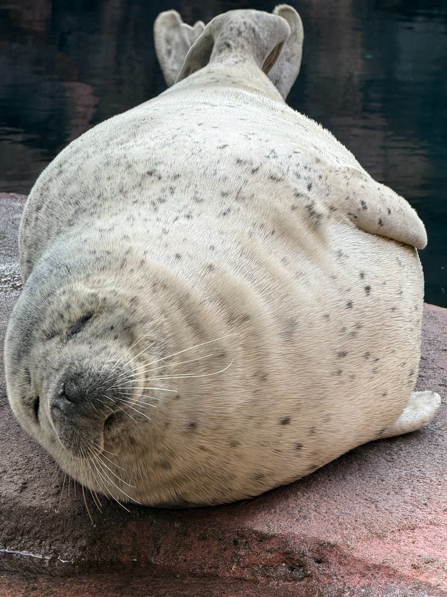 東北エプソンアクアリウムかもすい（鶴岡市立加茂水族館） tweet media