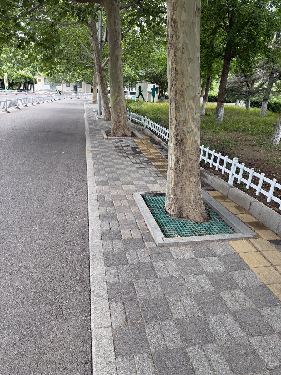 yboao's tweet photo. This is the dumbest road ever build. Why plants trees in the middle of it https://t.co/uGoKc6bqFe