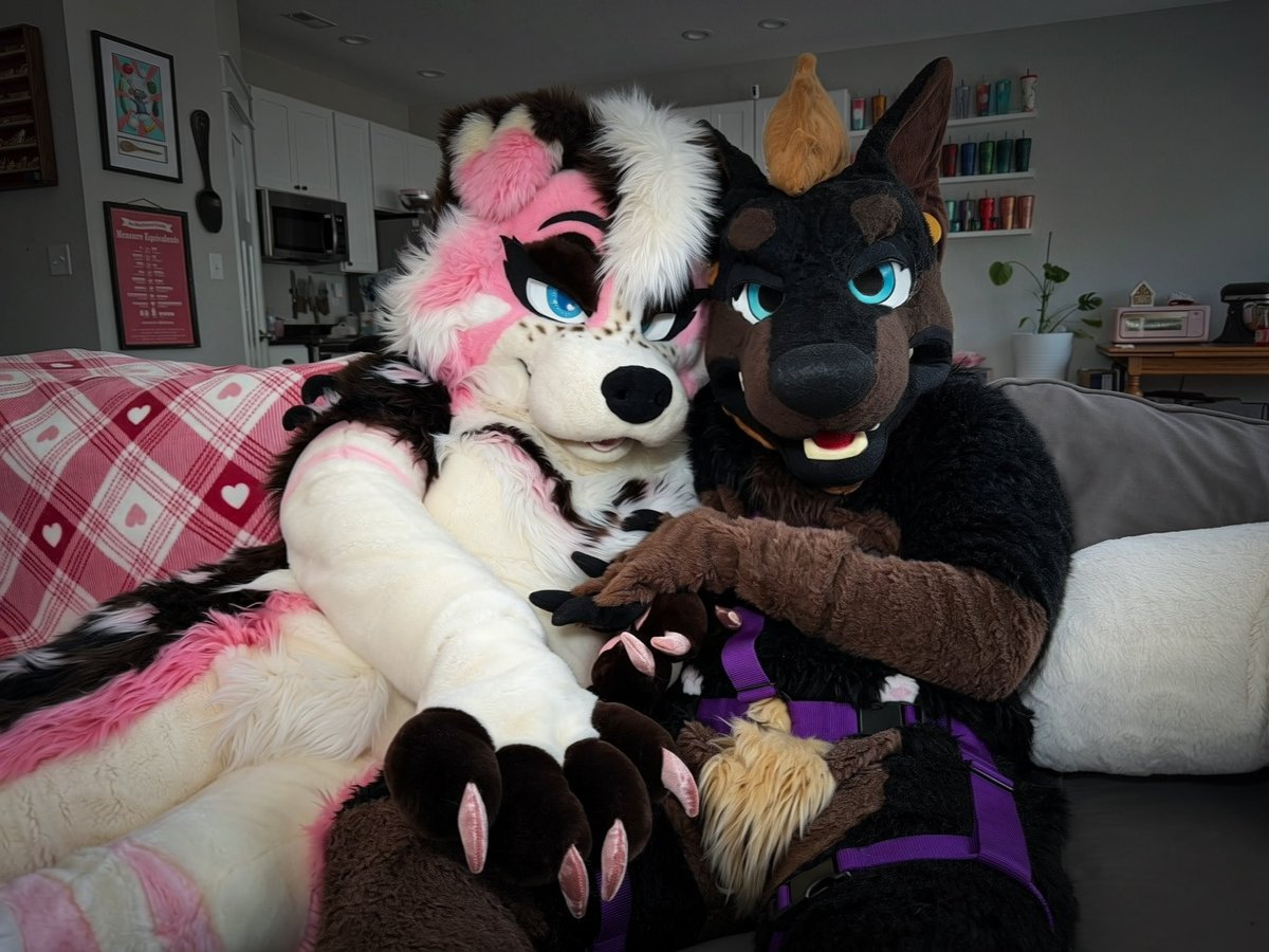 PrettyPuppyWife's tweet photo. How it started vs how it’s going 🐾 

🐕 @daddydober https://t.co/x4teRIFWPa