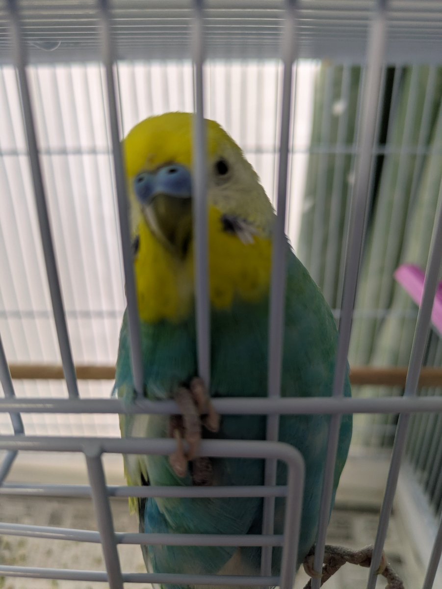 インコ tweet media