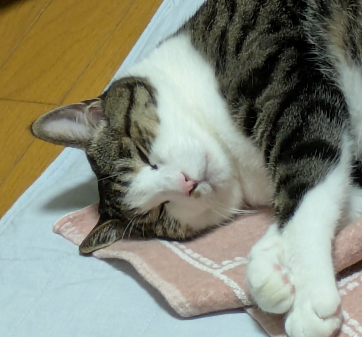 信州ねこつぐら保存会🐾 tweet media