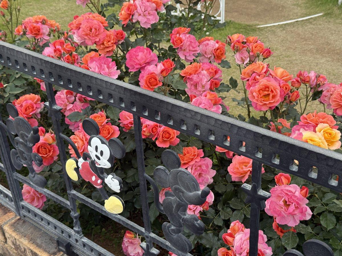 maitterjp's tweet photo. 京成バラ園におった。ディズニーランドローズ。 https://t.co/JEckPTGhqF