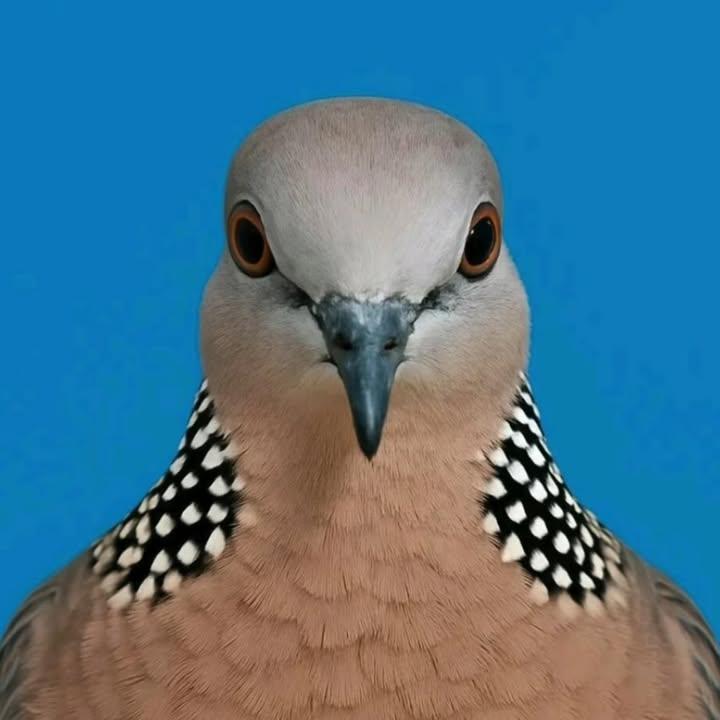 Birds Colour 🕊️ tweet media